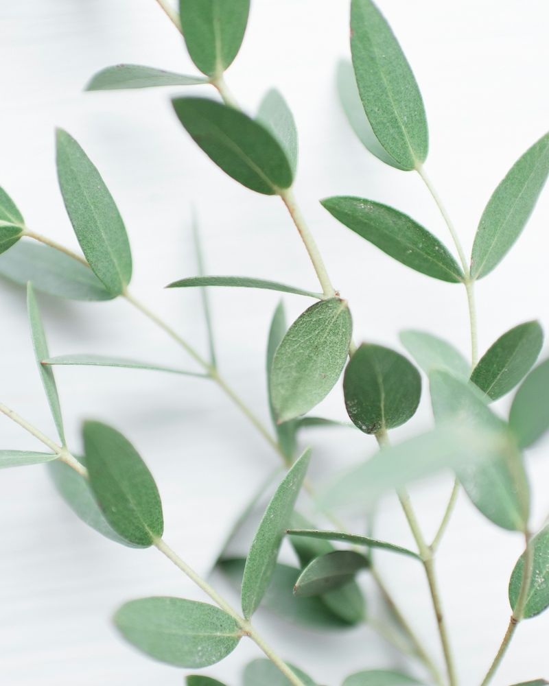 eucalyptus ingredient