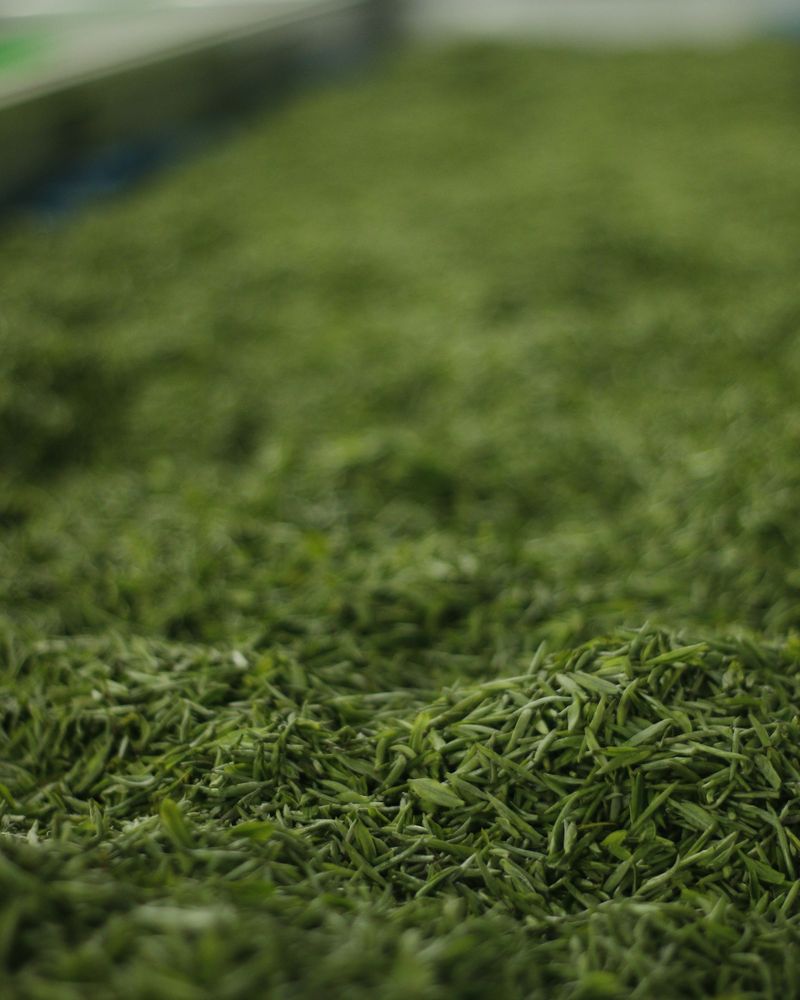 green tea ingredient