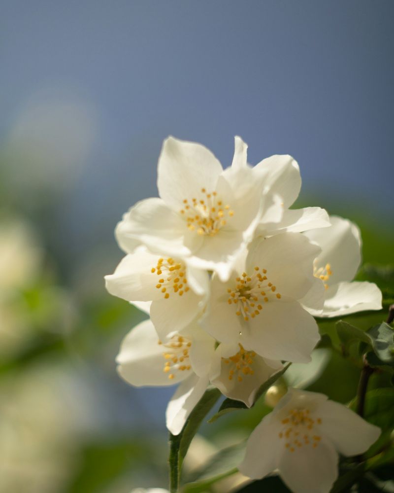 jasmine ingredient