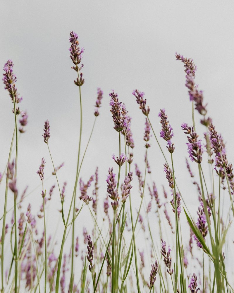 lavender ingredient