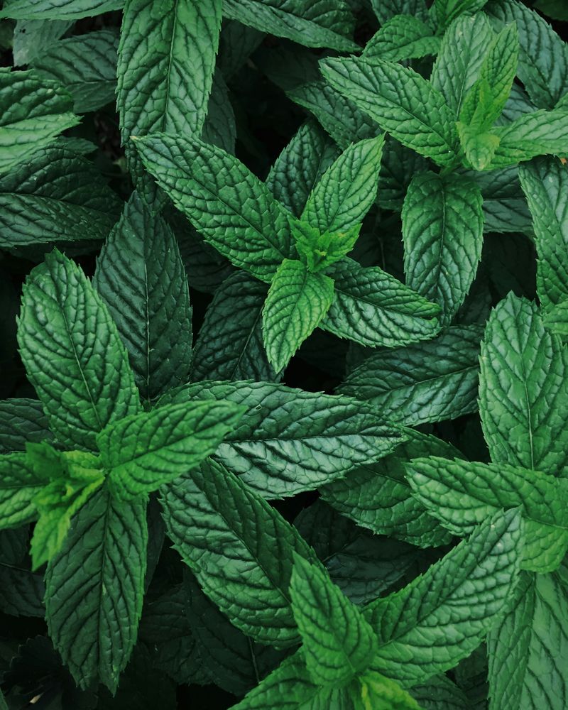 mint ingredient