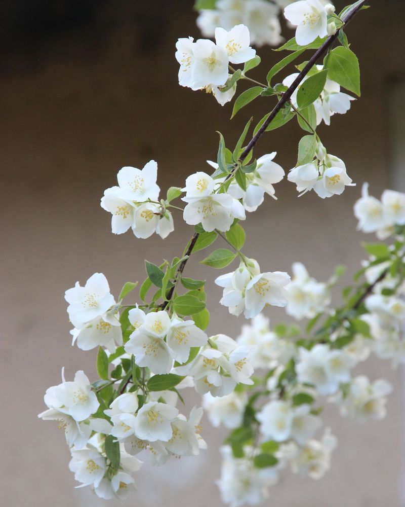 neroli ingredient
