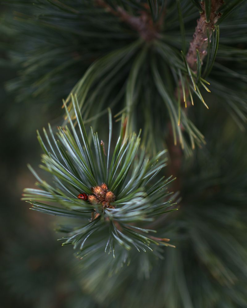 pine ingredient