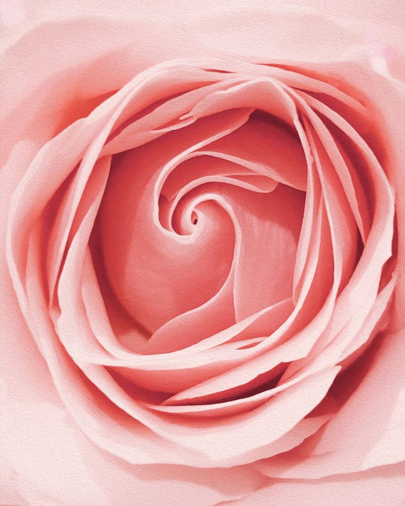 rose ingredient
