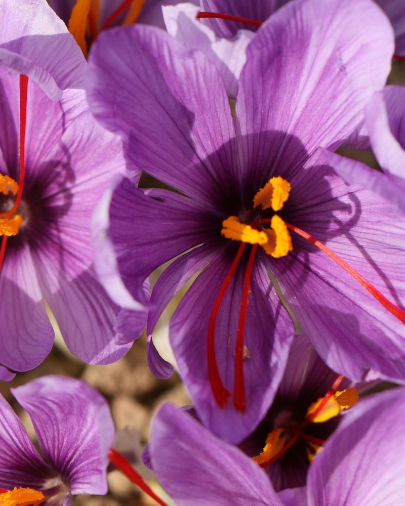 saffron ingredient