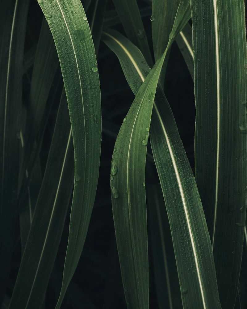 vetiver ingredient