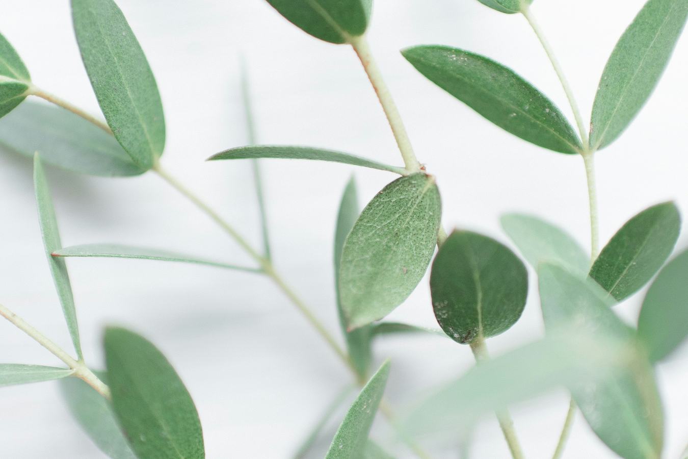 In-page image on the Sustainability page